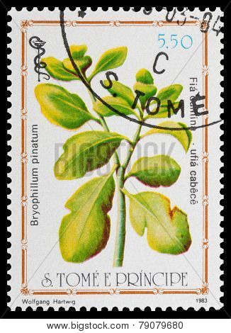 Medicinal Plant