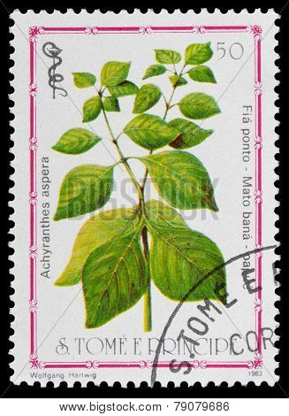 Medicinal Plant