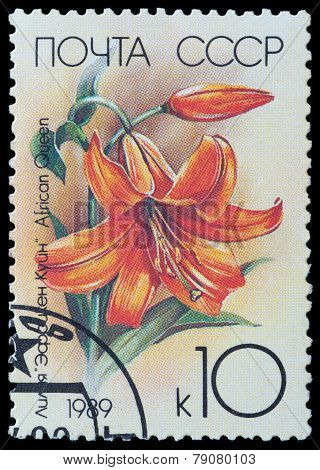 Flower Lilium