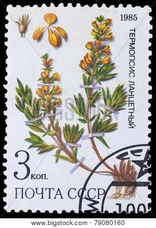 Medicinal Plant From Siberia