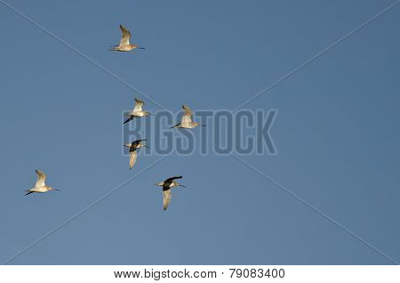 Flock Of Short-billed Dowitchers Flying In A Blue Sky