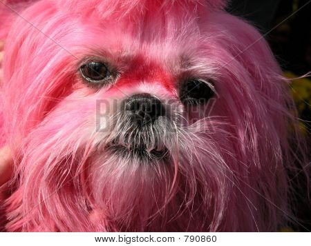 Rosa Hund