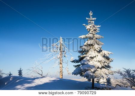 Fir And Dead Tree Covered In Snow