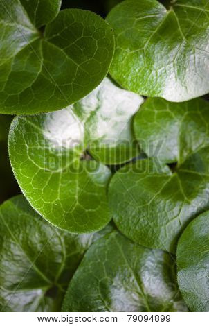 Shiny Green Leaves Of Asarabacca (asarum Europaeum)