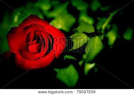 Red Rose
