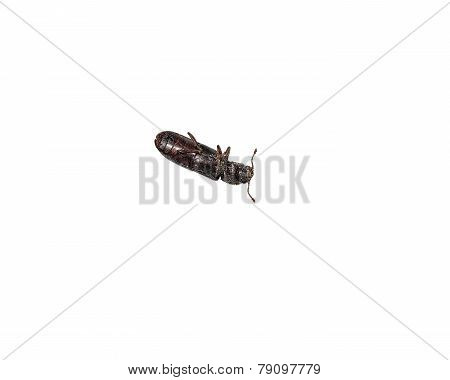 Powder Post Beetle