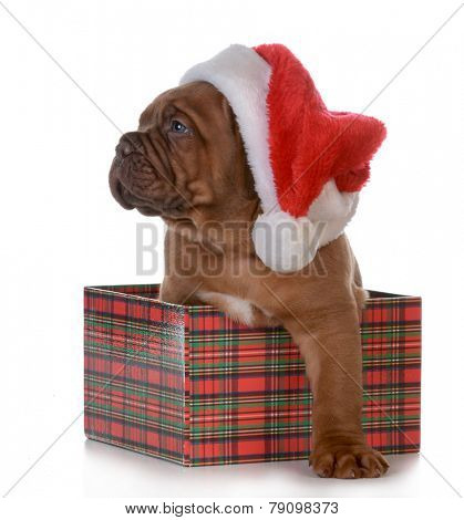 christmas puppy - dogue de bordeaux as a christmas gift on white background - 5 weeks old