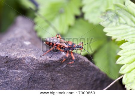 Væggelus