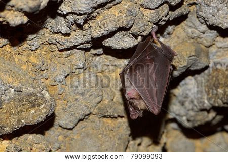 bat hanging in the cave