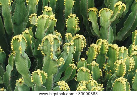 Euphorbia Resinifera Cactus With Flowers Closeup