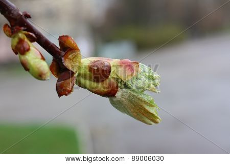 Young Chestnut Bud