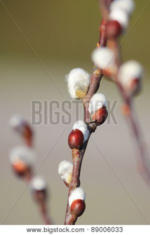 Willow Buds Close Up At Early Spring