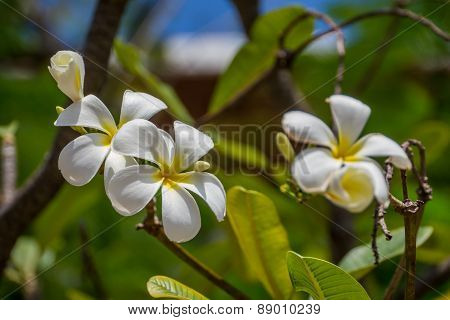 Plumeria or Templetree