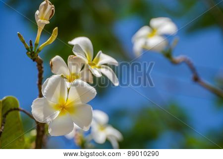 Plumeria or Templetree