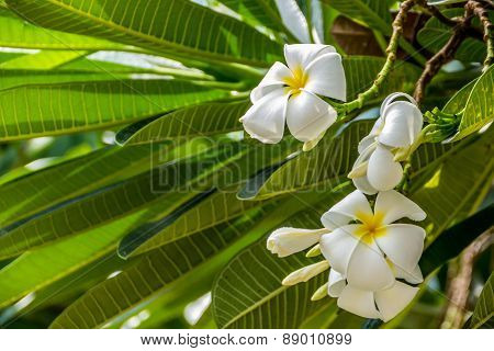 Plumeria or Templetree