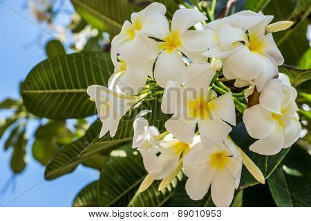 Plumeria or Templetree