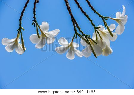 Plumeria or Templetree