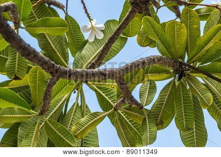 Plumeria or Templetree