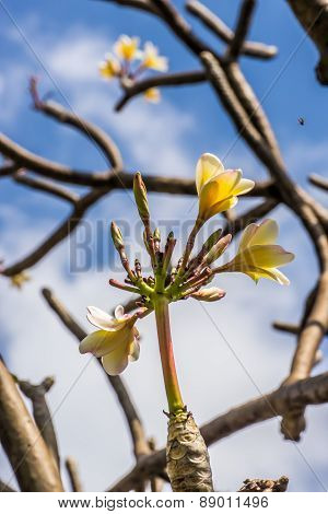 Plumeria or Templetree