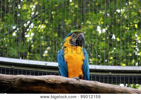 Colourfull parrot