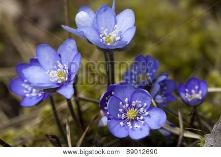 blue anemones