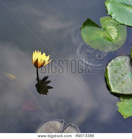 lily