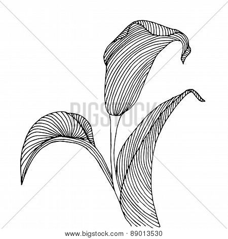 Floral background with flower calla