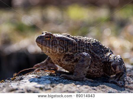 Toad sitting on a stone