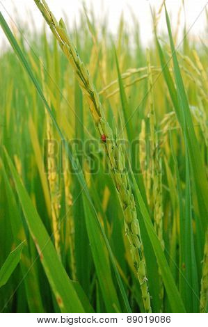 Paddy And Rice Grain