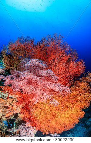 Brightly Colored Sea Fans