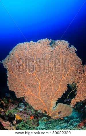 Large Sea Fan