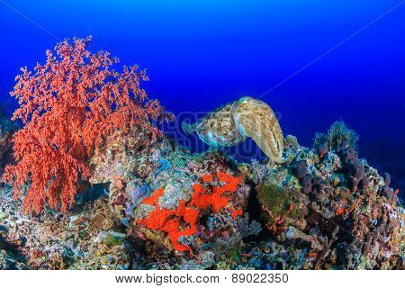 Cuttlefish On A Reef