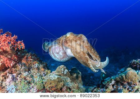 Big Cuttlefish.