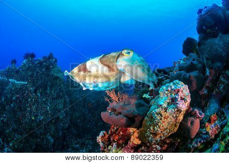 Large Cuttlefish On A Coral Reef