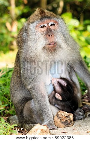 Mother And Baby Monkey