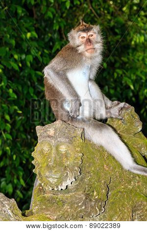 Monkey On A Statue