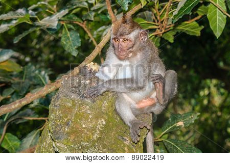 Crab Eating Macaque On A Statue