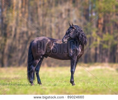 Andalusian Horse