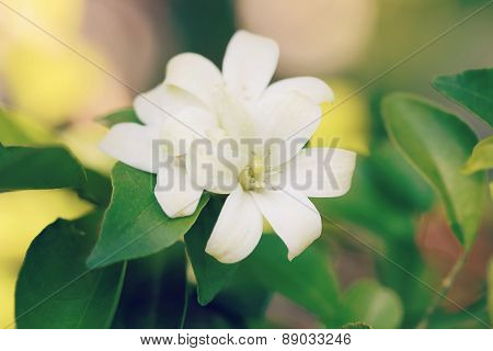 Orange Jessamine