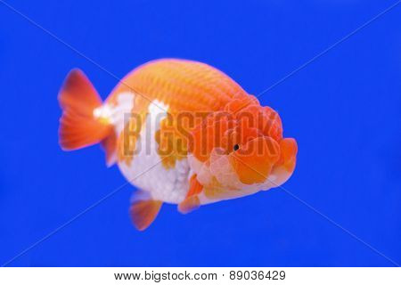 Ranchu Or Lion Head Goldfish
