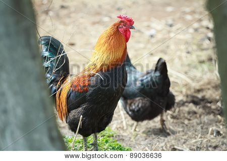 Multicolor Rooster And Black Hen In Summer Farmyard