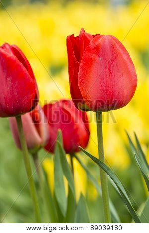 Beautiul Red Tulips