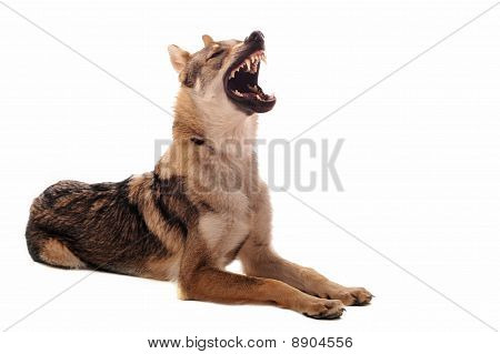 Tjeckoslovakisk varghund