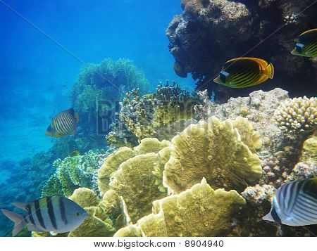 Foto subacquea di una hard-barriera corallina