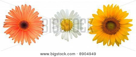fiori su bianco