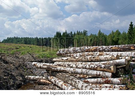 Koivutukin Forest yksiselitteistä