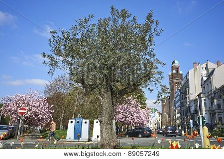 Olivier Tree In The City