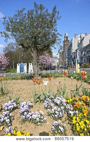 Olivier Tree, Flower Bed And Japanese Cherry Trees