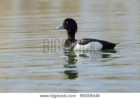 Tufted duck (Aythya fuligula)