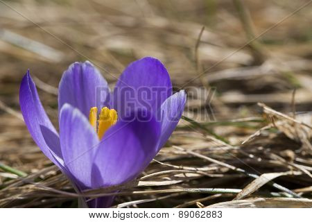Krokus